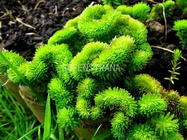 Седум отогнутый (Sedum reflexum)
