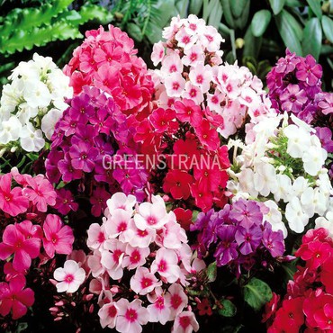 Флокс Дугласа Микс (Phlox douglasii 'Mix')