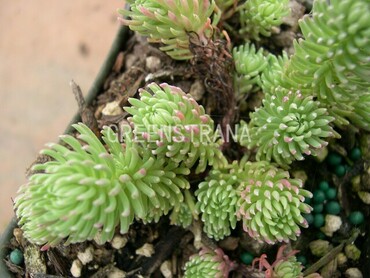 Седум Форстера Элеганс (Sedum forsterianum 'Elegans')