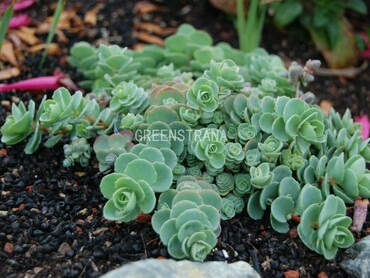 Седум Эверса (Sedum ewersii)
