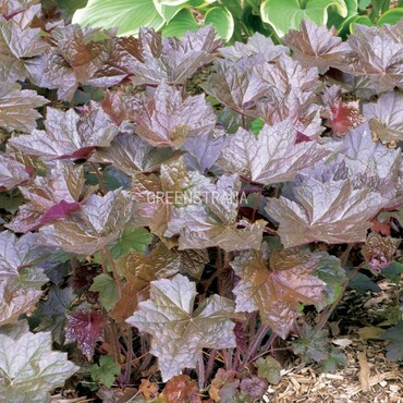 Гейхера Брессингем Гибридс (Heuchera 'Bressingham Hybrids')