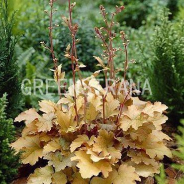 Гейхера Крем Брюле (Heuchera 'Creme Brulee')