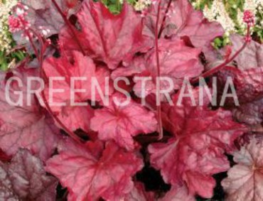 Гейхера Файер Чиф (Heuchera 'Fire Chief')