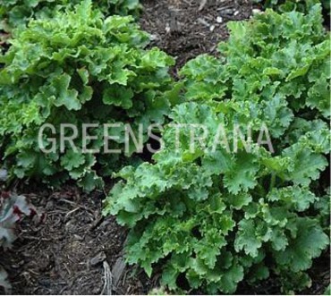 Гейхера Малахит (Heuchera 'Malachite')