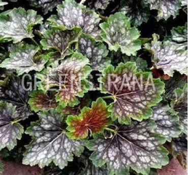 Гейхера Марвелос Марбл (Heuchera 'Marvelous Marble')