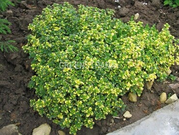 Тимьян лимоннопахнущий Сильвер Куин (Thymus citriodorus 'Silver Queen')