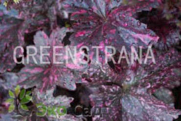 Гейхера Роуз (Heuchera 'Rose')