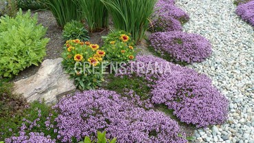 Тимьян ползучий Мэджик Карпет (Thymus serpyllum 'Magic Carpet')