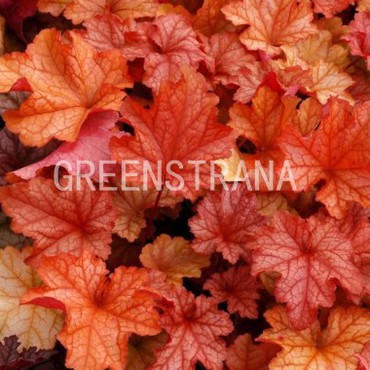 Гейхера Паприка (Heuchera 'Paprica')