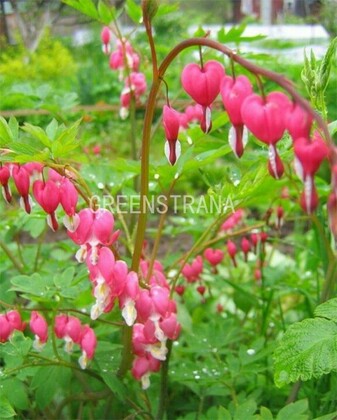 Дицентра великолепная Микс (Lamprocapnos spectabilis 'Mix')