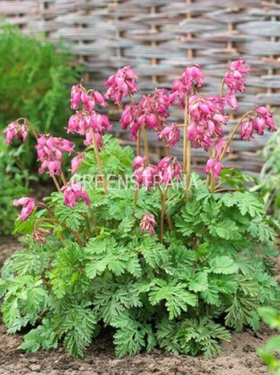 Дицентра красивая Люксуриант (Dicentra formosa 'Luxuriant')