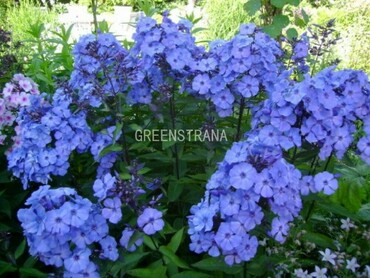 Флокс метельчатый Блю Бой (Phlox paniculata 'Blue Boy')