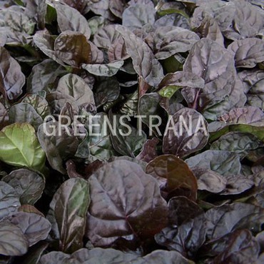 Живучка ползучая Браунхерц (Ajuga reptans 'Braunherz')
