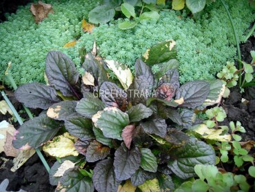 Живучка ползучая Мультиколор (Ajuga reptans 'Multicolor')