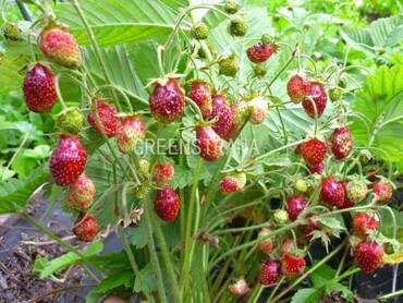 Земляника мускатная (Fragaria moschata)