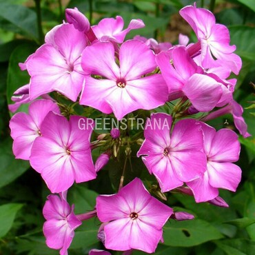 Флокс метельчатый Блю Парадайс (Phlox paniculata 'Blue Paradise')