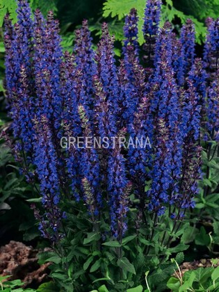 Шалфей дубравный Блю Куин (Salvia nemorosa 'Blue Queen')