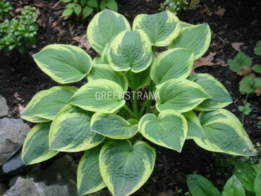 Хоста ланцетолистная Черри Берри (Hosta lancifolia 'Cherry Berry') крем-желтый,зелен кайма