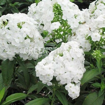 Флокс метельчатый Дэвид (Phlox paniculata 'David')