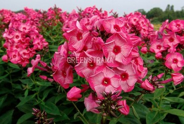 Флокс метельчатый Феррис Уил (Phlox paniculata 'Ferris Wheel')