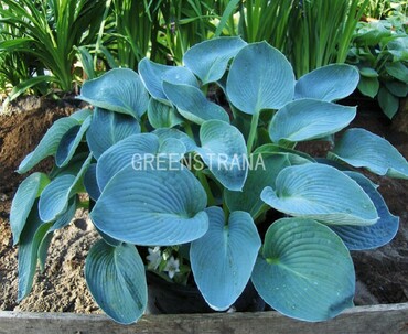 Хоста Форчуна Блю Энджел (Hosta fortunei 'Blue Angel')