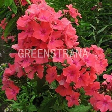 Флокс метельчатый Виндзор (Phlox paniculata 'Windsor')