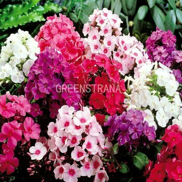 Флокс метельчатый Микс (Phlox paniculata 'Mix')