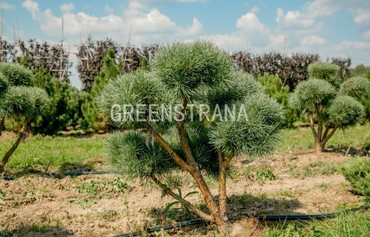 Бонсай - Сосна обыкновенная Ватерери 'Pinus sylvestris Watereri'