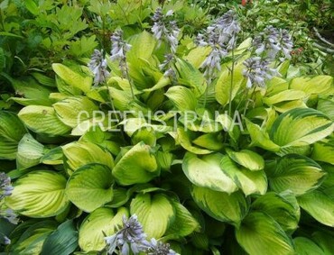 Хоста Форчуна Голд Стандарт (Hosta fortunei 'Gold Standart')