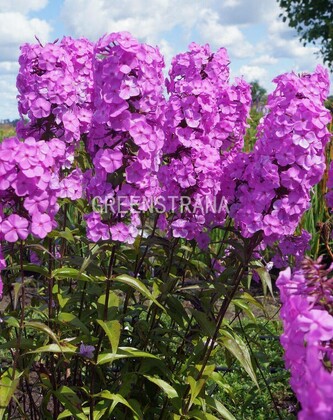 Флокс пятнистый Альфа (Phlox maculata 'Alpha')