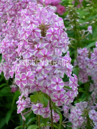 Флокс пятнистый Наташа (Phlox maculata 'Natascha')