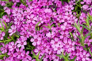 Флокс шиловидный Цвергентеппих (Phlox subulata 'Zwergenteppich')