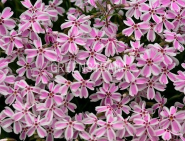 Флокс шиловидный Кэнди Страйпс (Phlox subulata 'Candy Stripes')