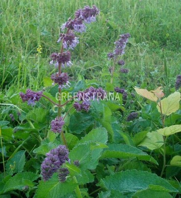 Шалфей мутовчатый (Salvia verticillata)