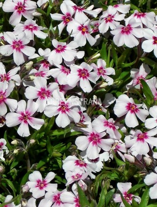 Флокс шиловидный Корал Ай (Phlox subulata 'Coral Eye')