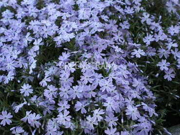 Флокс шиловидный Джи Эф Вильсон (Phlox subulata 'G.F. Wilson')