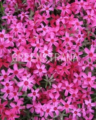 Флокс шиловидный Темискаминг (Phlox subulata 'Temiscaming')