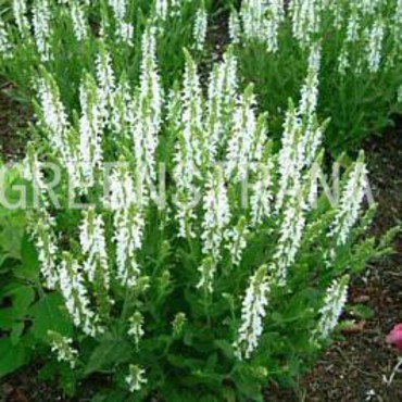 Шалфей превосходный Мерло Уайт (Salvia x superba 'Merleau White')