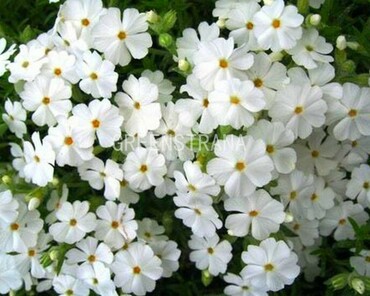 Флокс шиловидный (Phlox subulata) (белый)