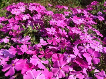 Флокс шиловидный (Phlox subulata) (розовый)