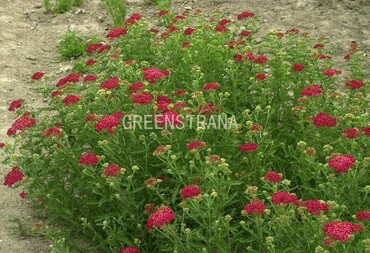 Тысячелистник обыкновенный Паприка (Achillea millefolium 'Paprika')