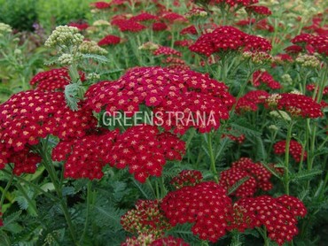 Тысячелистник обыкновенный Ред Вельвет (Achillea millefolium 'Red Velvet')