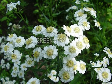 Тысячелистник Птармика (Achillea ptarmica)