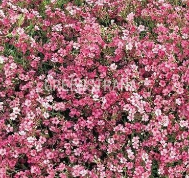 Гипсофила ползучая Филоу Роуз (Gypsophila repens 'Filou Rose')