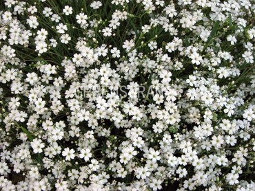 Гипсофила ползучая Филоу Уайт (Gypsophila repens 'Filou White')