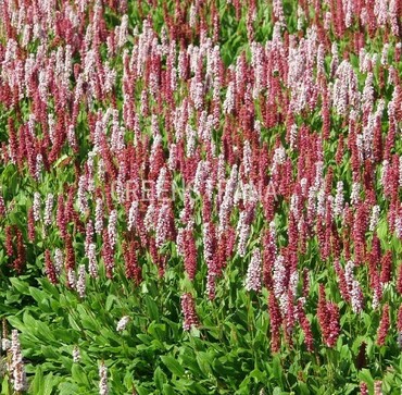 Горец компактный Розеум (Persicaria affinis 'Roseum')