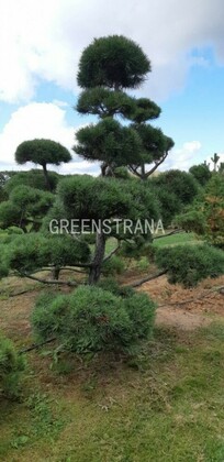 Бонсай - сосна обыкновенная 'Pinus silvestris'