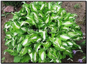 Хоста волнистая Медиовариегата (Hosta undulata 'Mediovariegata')