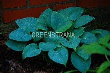 Хоста гибридная Фрагрант Блю (Hosta 'Fragrant Blue')