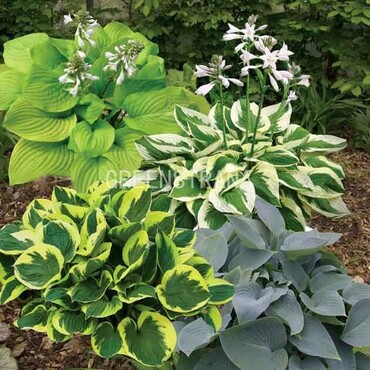 Хоста гибридная Микс (Hosta 'Mix')